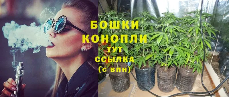 Бошки Шишки сатива  цена   Кедровый 